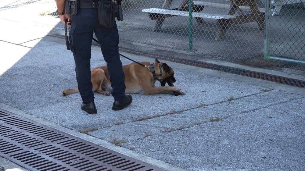 A police dog chews on a toy while obeying instructions from a K9 officer.