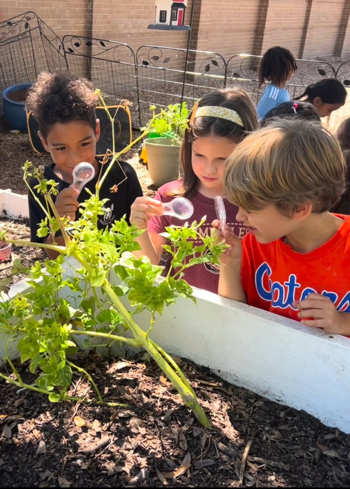 Kindergarten students with hand lenses exploring in the garden.