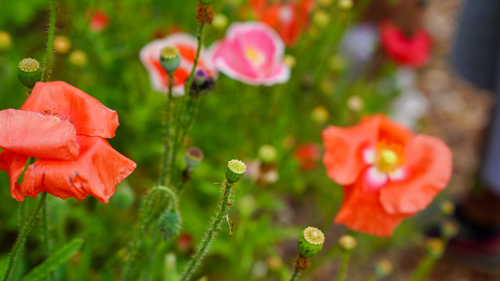Flowers Amaris Daniels