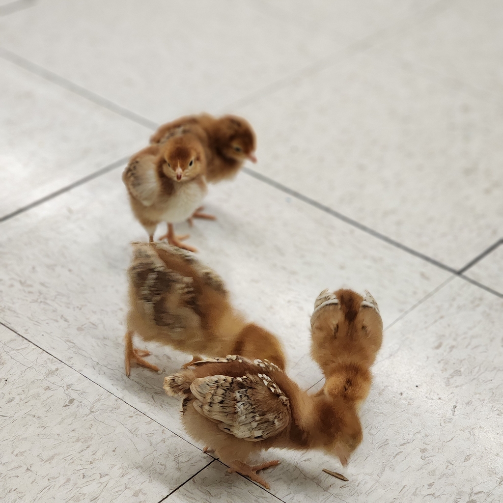 baby chicks