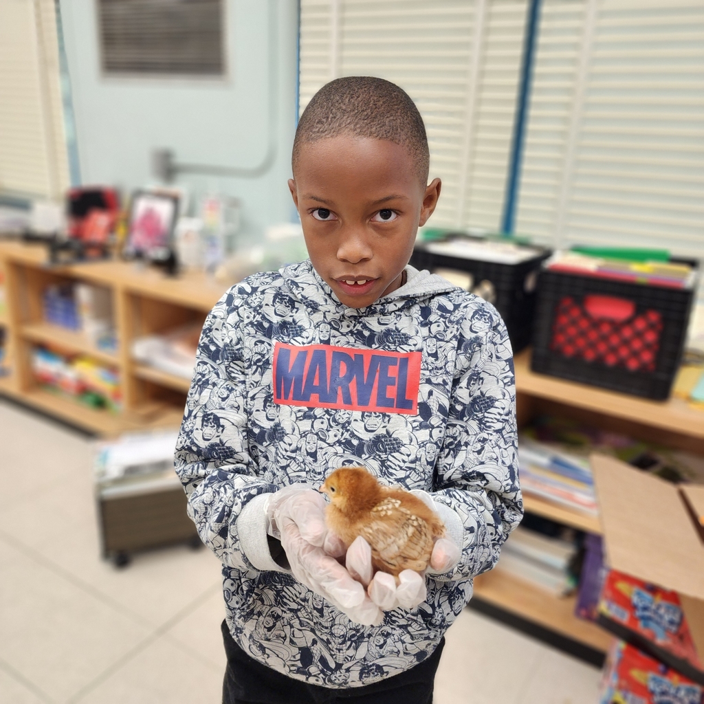 boy holding chicken