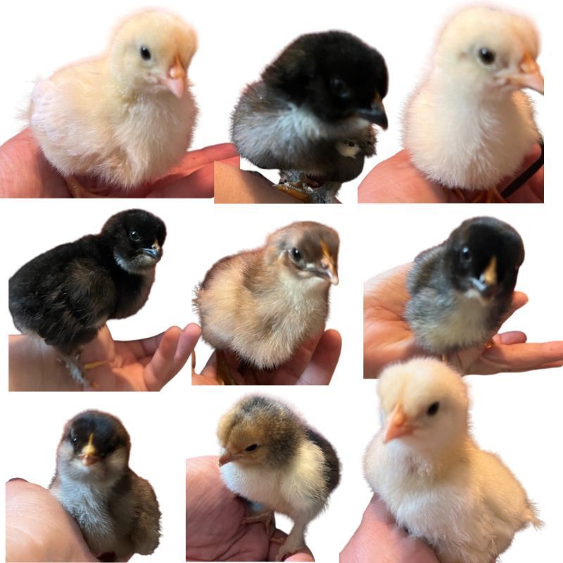 Chicks