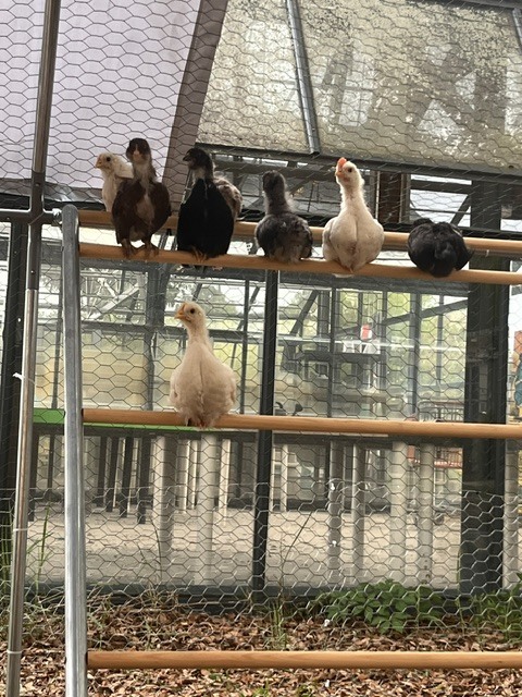 roosting up close