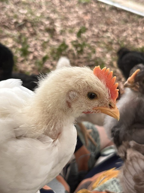 Rooster