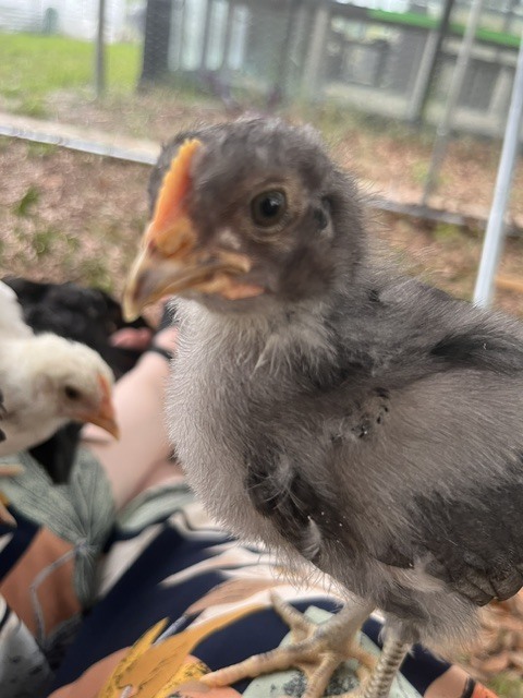 Chick