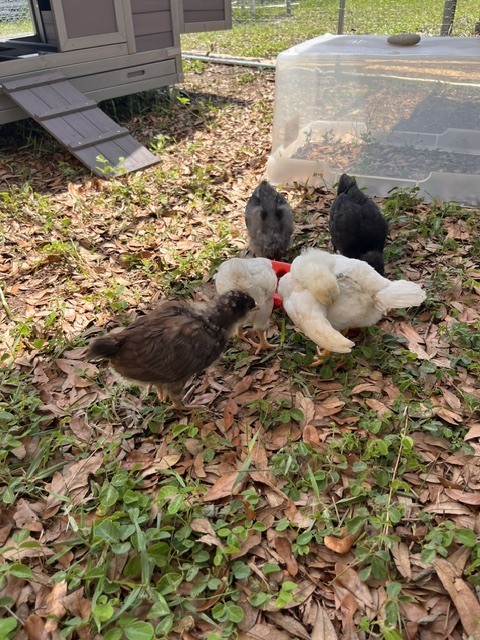 chicks