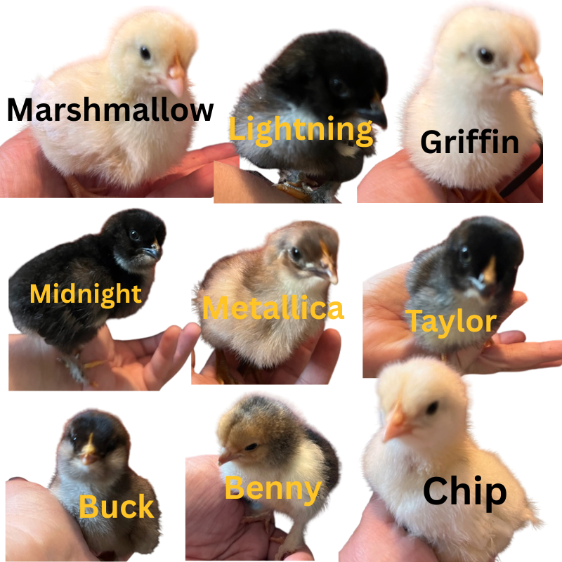 Chicks w Names