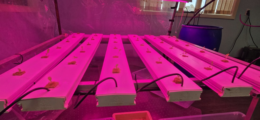 C-EB FFA Food Sovereignty Project planted its first crop of Hydroponic Lettuice in October 2025