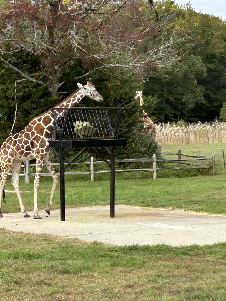 3rd grade field trip to the zoo