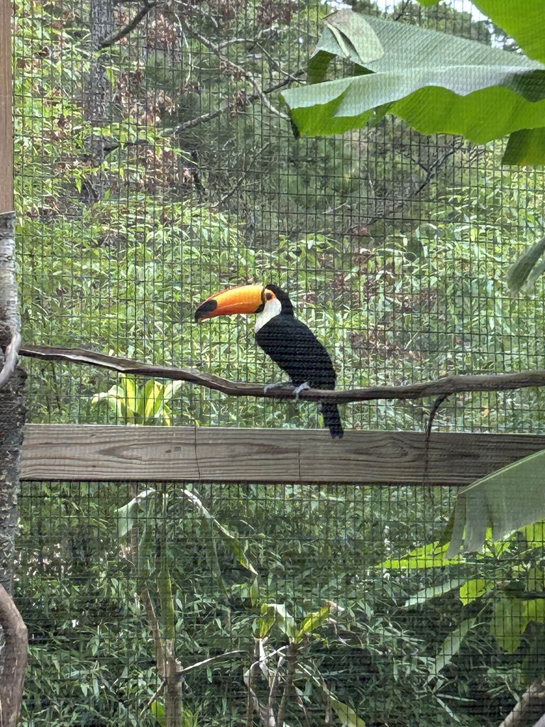 3rd grade field trip to the zoo