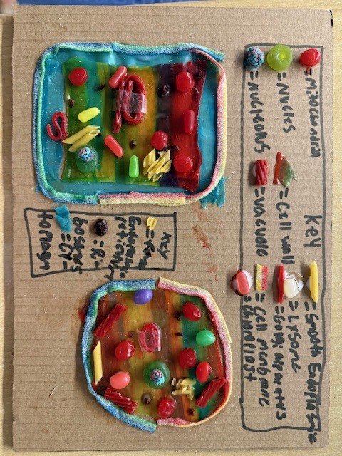 6th grade organelle projects