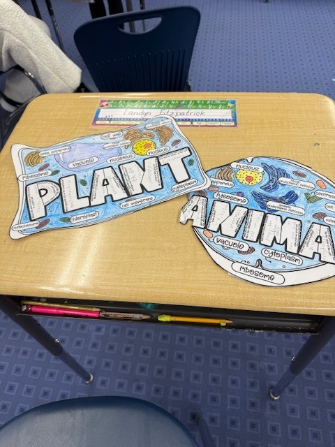 6th grade organelle projects