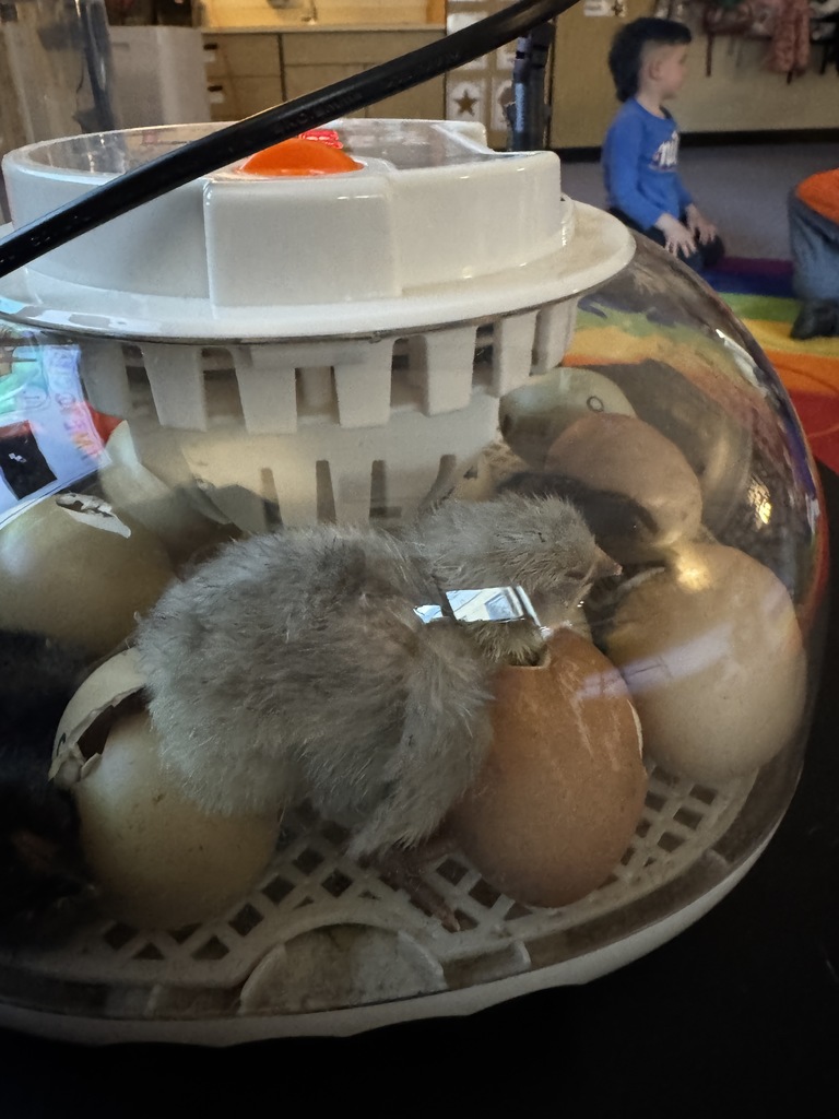 kindergarten chicks