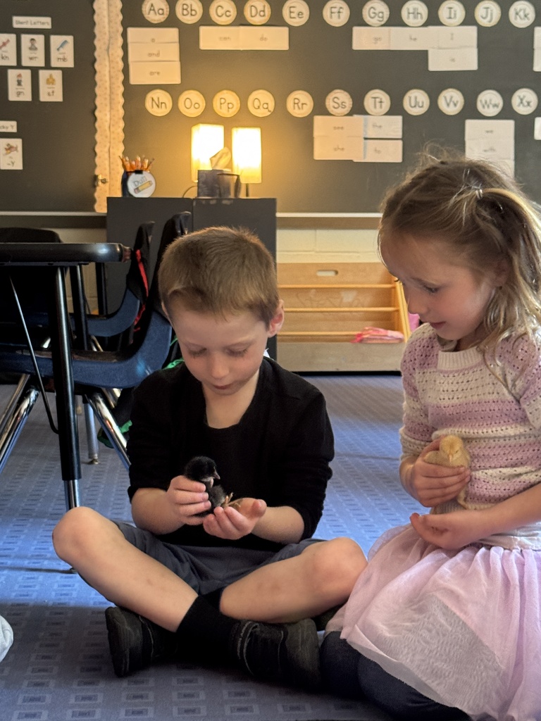 kindergarten chicks
