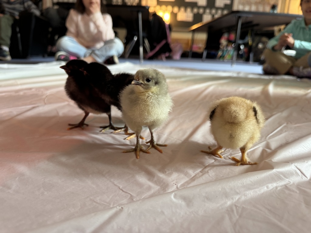 kindergarten chicks