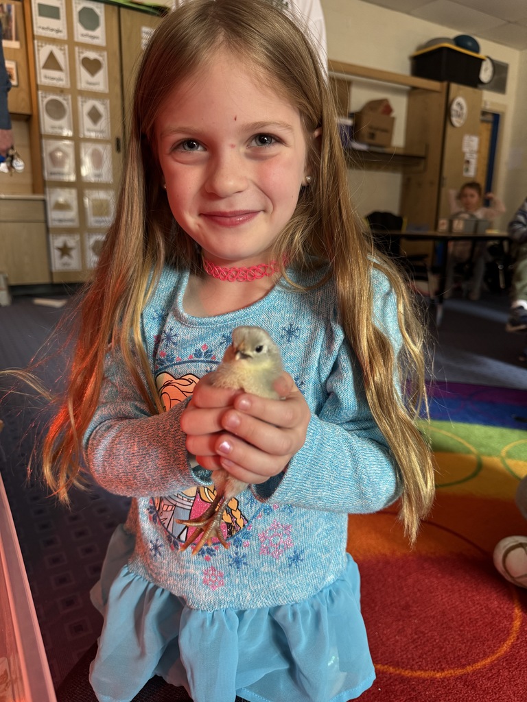 kindergarten chicks