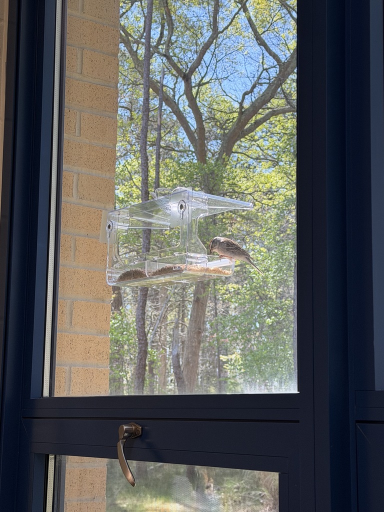 birds
