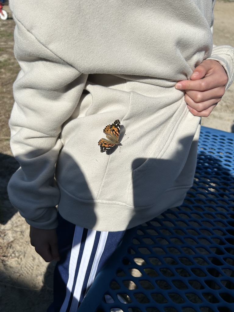 3rd grade butterfly release