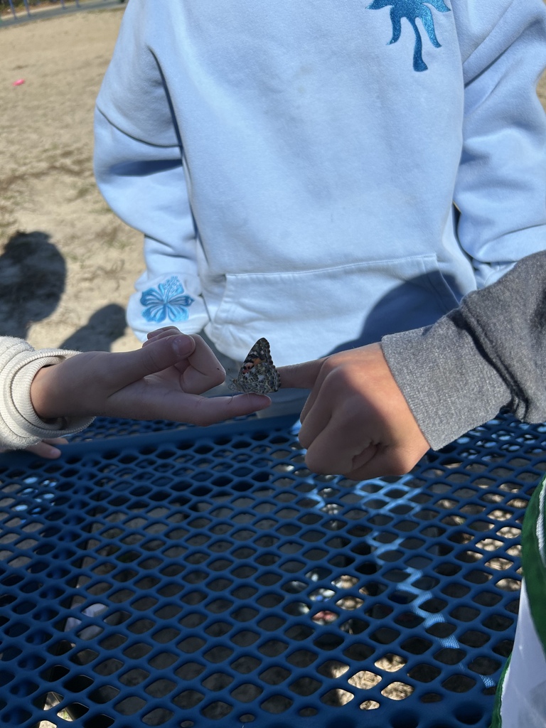 3rd grade butterfly release