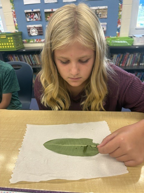 5th grade butterflies