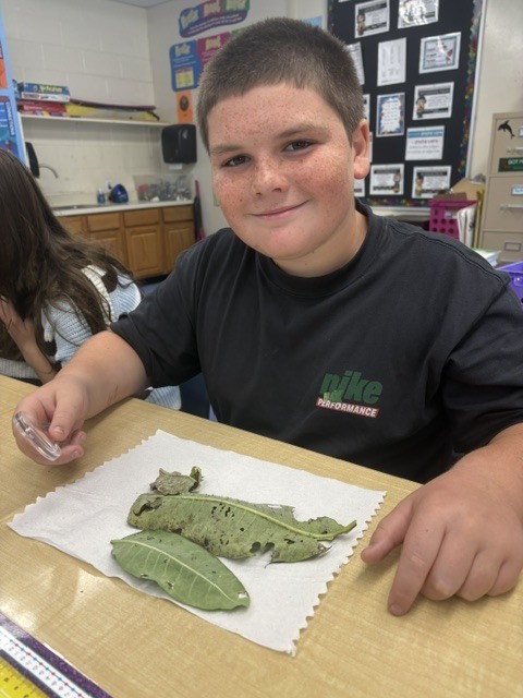 5th grade butterflies