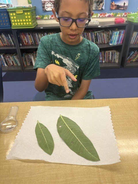 5th grade butterflies