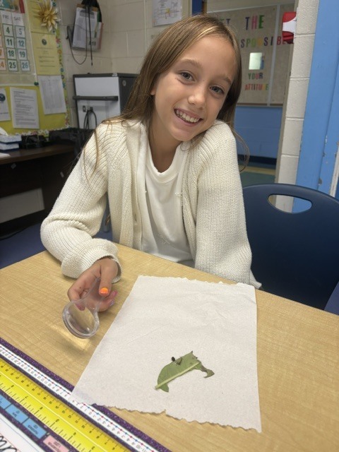 5th grade butterflies