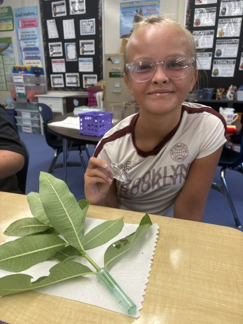 5th grade butterflies