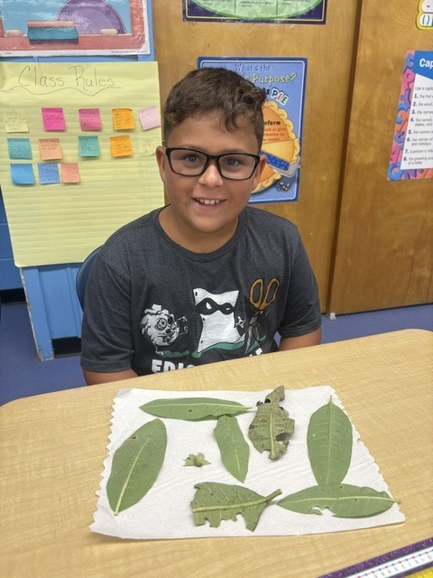 5th grade butterflies