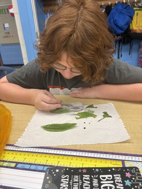 5th grade butterflies