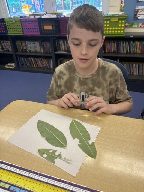 5th grade butterflies