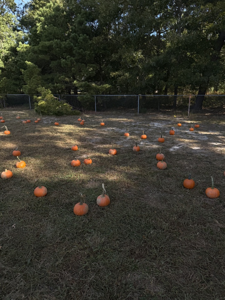 Fall Fest