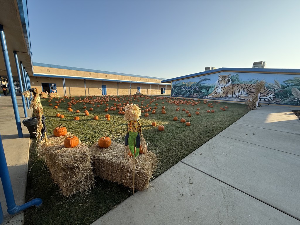 pumpkins laid out on the grass
