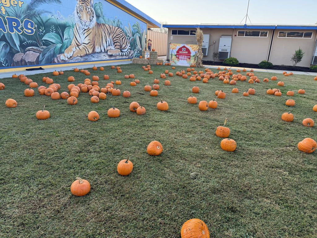 pumpkins laid out on the grass