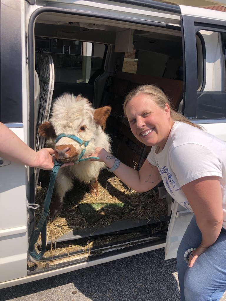 Lady with Nitro the cow