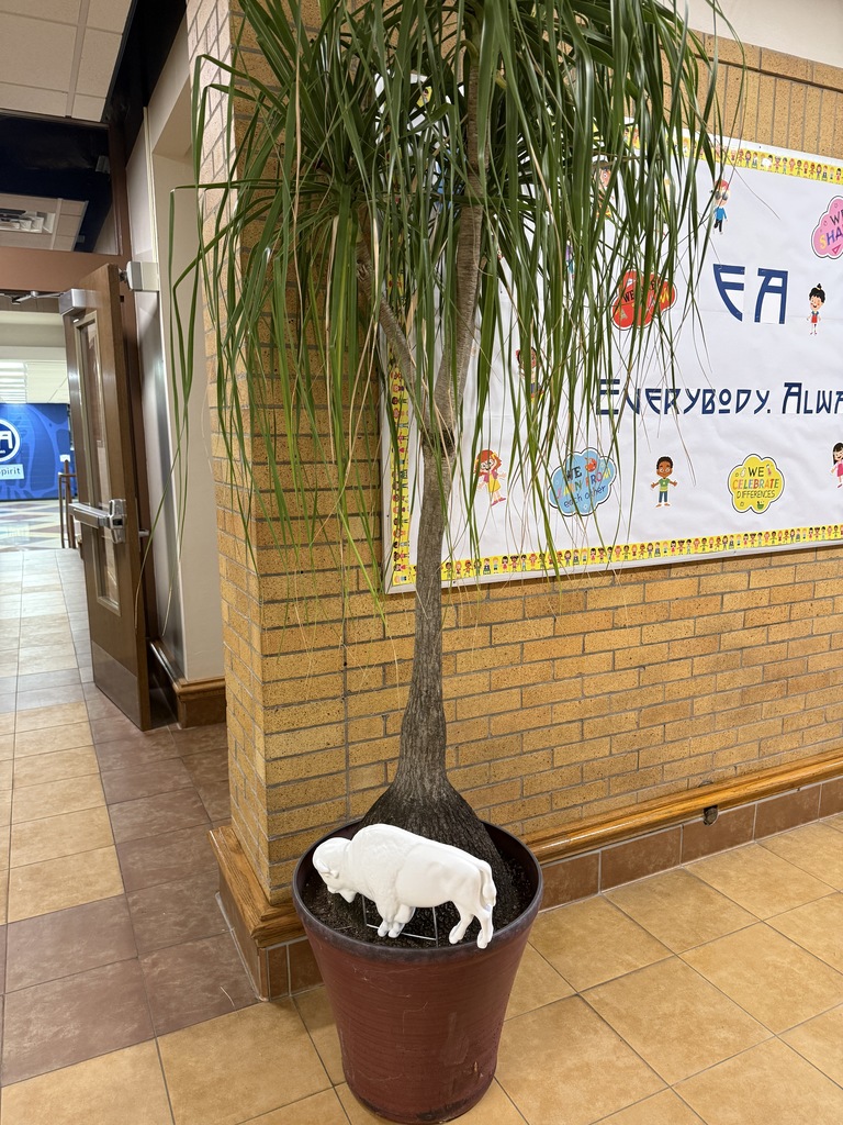 buffalo