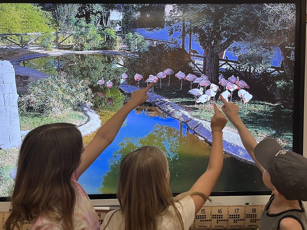 students counting flamigos on the smartboard
