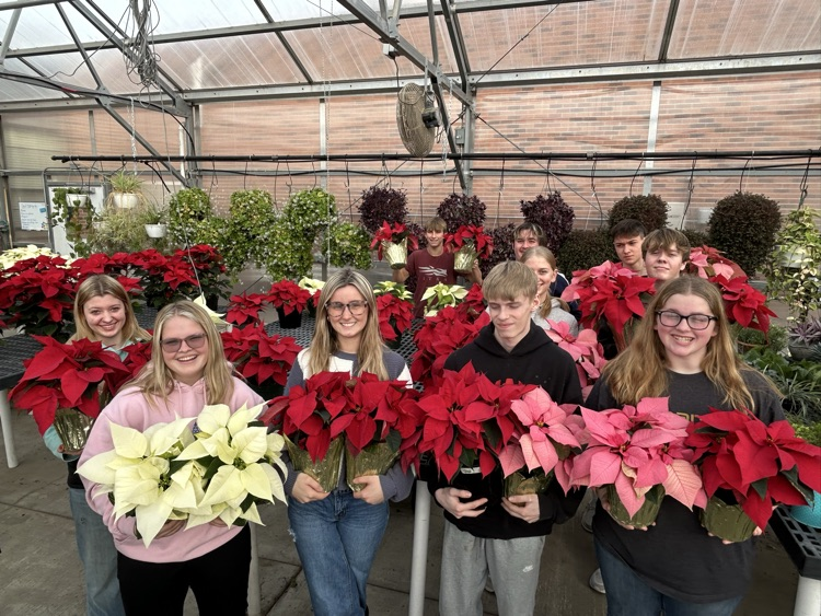 Poinsettias