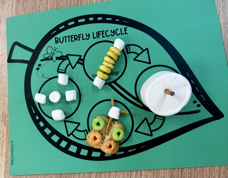 life cycle of a butterfly 