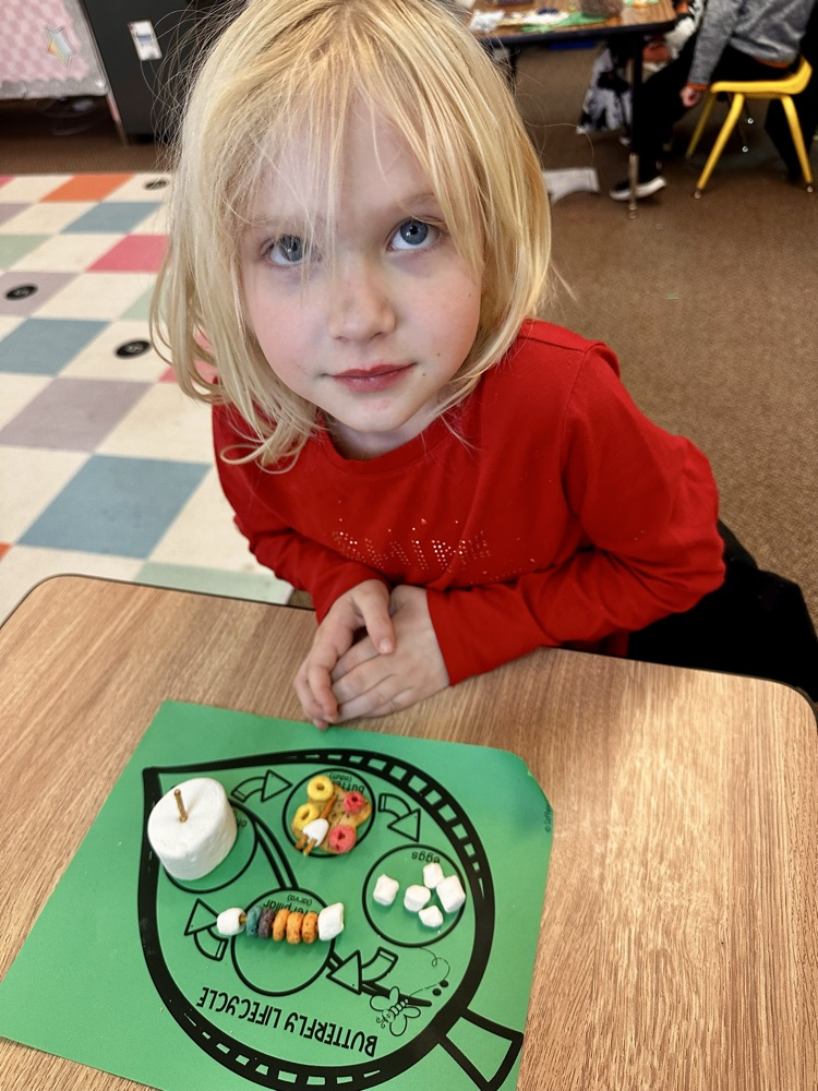 life cycle of a butterfly