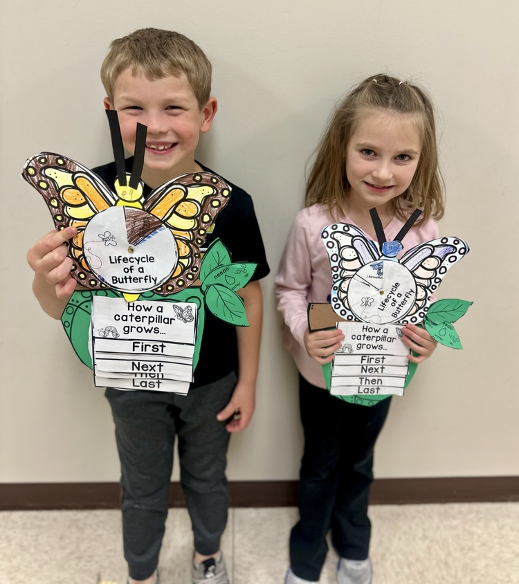 life cycle of a butterfly