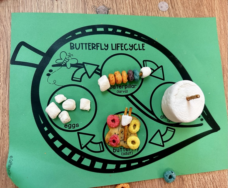 life cycle of a butterfly