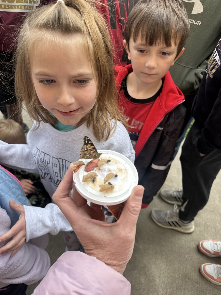 butterflies