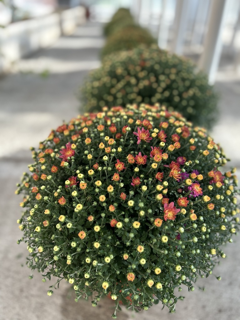 New peach variety!