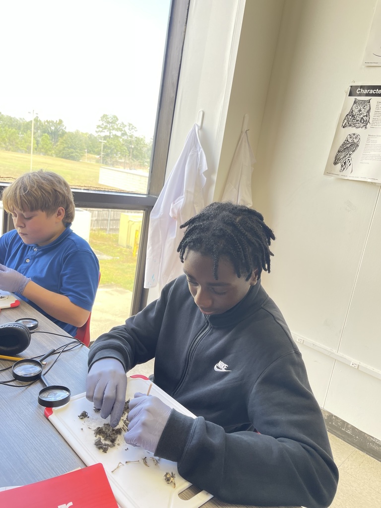 Two students dissect owl pellets.