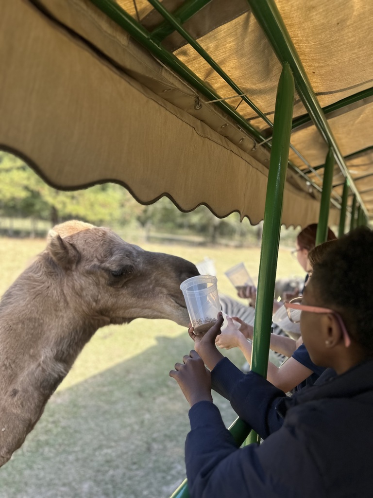 Feeding a camel.