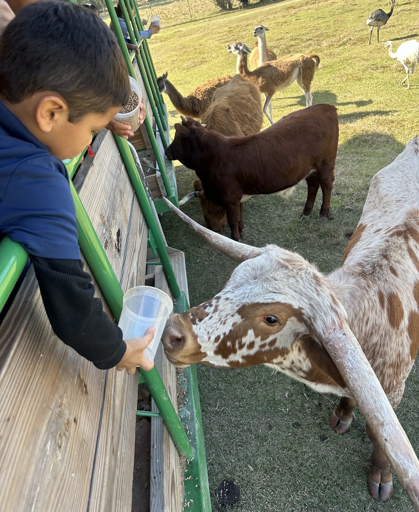 Feeding cows