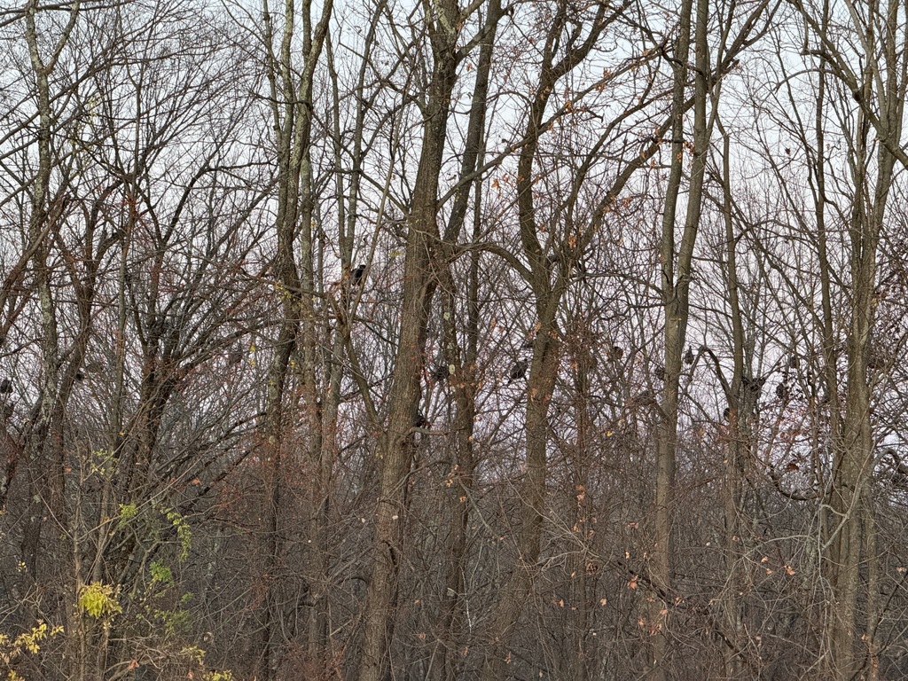 1-14-2025 turkeys roosting early in morning