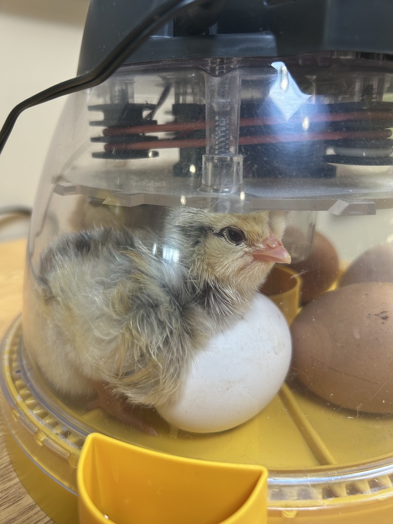 baby chicks