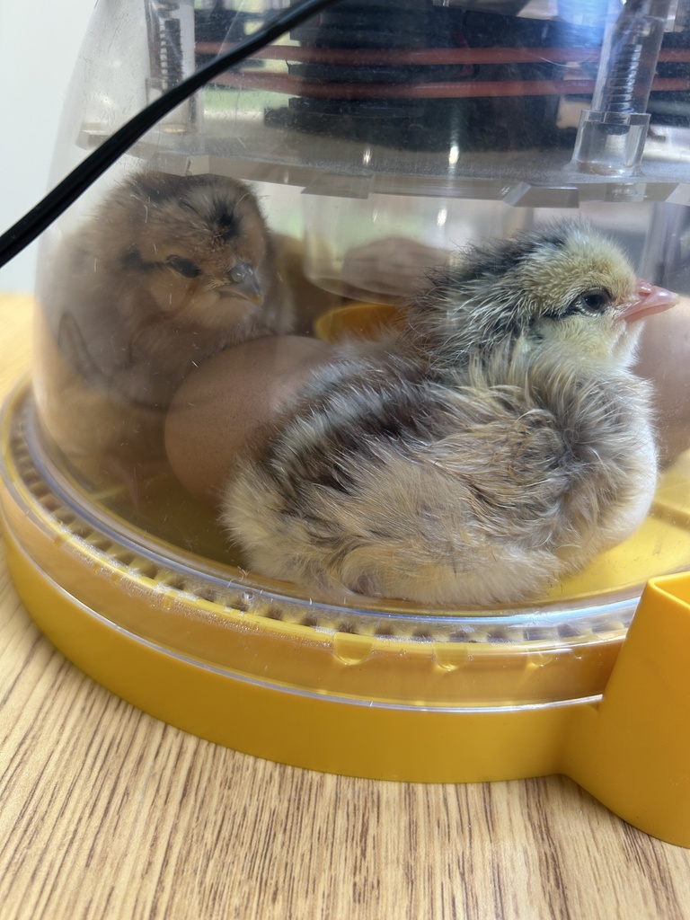 baby chicks